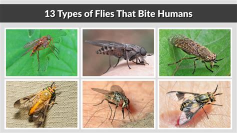 do phorid flies bite humans