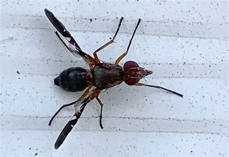 Do Picture Winged Flies Bite