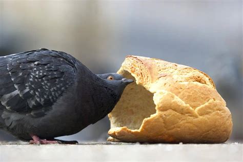 do pigeons eat bread