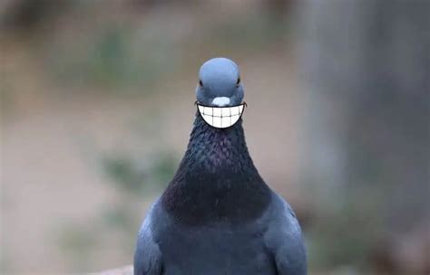 do pigeons have teeth