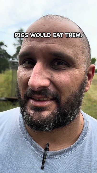 Do Pigs Eat Cucumbers