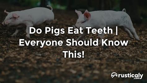 do pigs eat human teeth