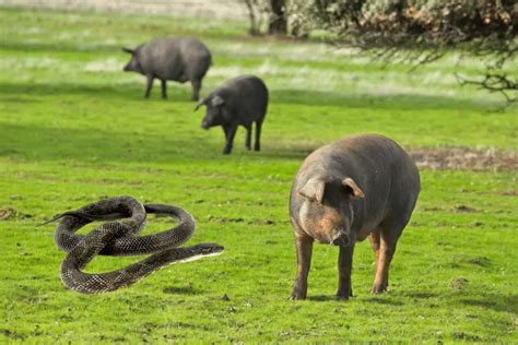 do pigs eat snakes