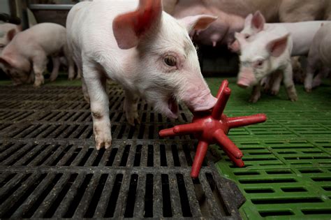 Do Pigs Like To Play