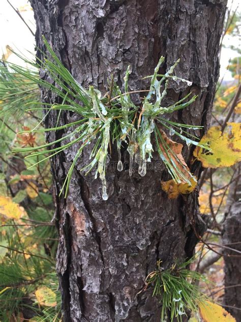 Do Pine Trees Always Drip Sap