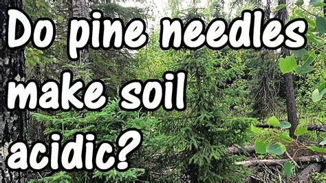 Do Pine Trees Need Acidic Soil