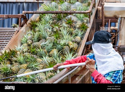 Do Pineapples Need To Be Washed