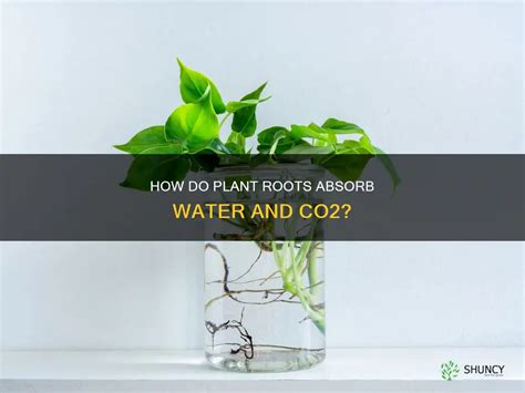 Do Plants Absorb Co2 Through Roots