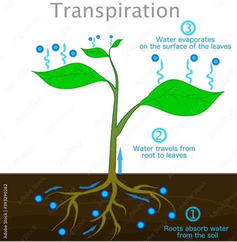 Do Plants Absorb Water