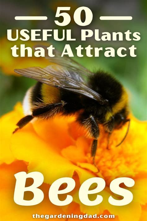 Do Plants Attract Bees