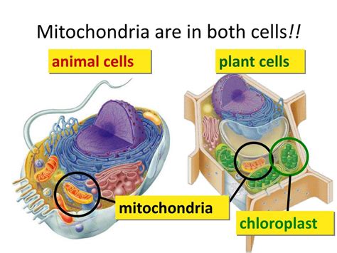 Unveiling the Secret: Do Plants Harbor Mitochondria?