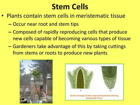 Do Plants Contain Stem Cells