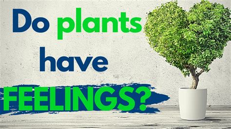 Do Plants Feel Things