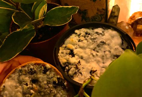 Do Plants Get Moldy