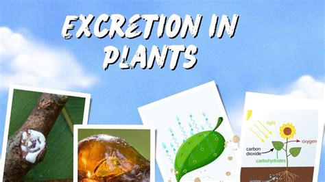Do Plants Have Excretion