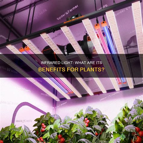 Do Plants Need Infrared Light