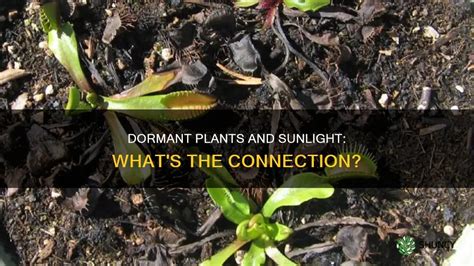 Do Plants Need Light When Dormant