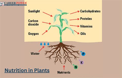 Do Plants Share Nutrients