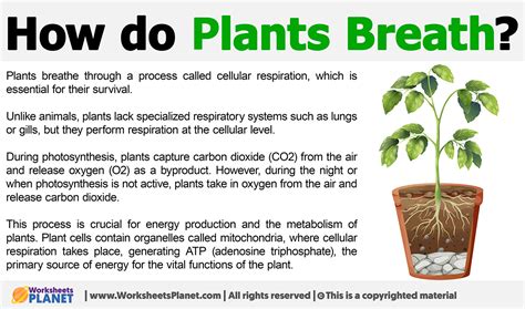 Do Plants Use O2 At Night