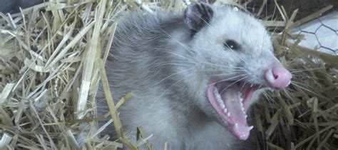 do possums attack each other