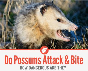 do possums attack people