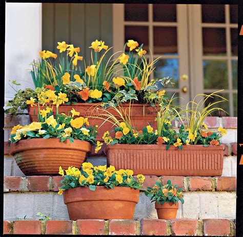 Do Potted Perennials Come Back