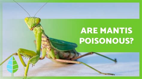 Is a Praying Mantis Bite Likely to Cause Pain?