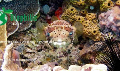 Do Puffer Fish Play Dead