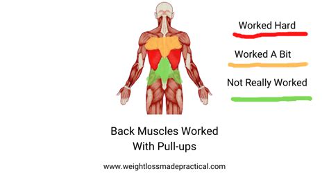 Do Pull Ups Work Whole Back