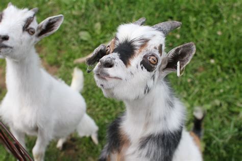 do pygmy goats stay small