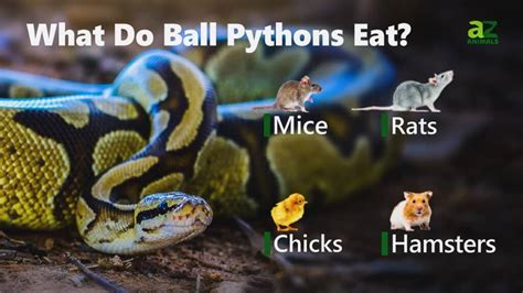 Do Pythons Eat Lions