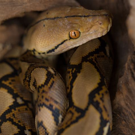 Do Pythons Live In The Amazon Rainforest