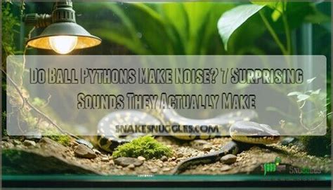 Do Pythons Make Noise