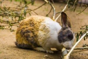 Do Rabbits Chew Branches