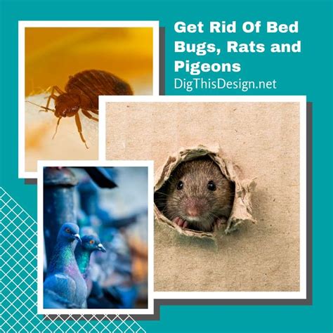 Do Rats Carry Bed Bugs