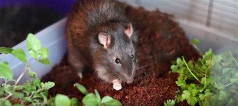 Do Rats Dig For Grubs