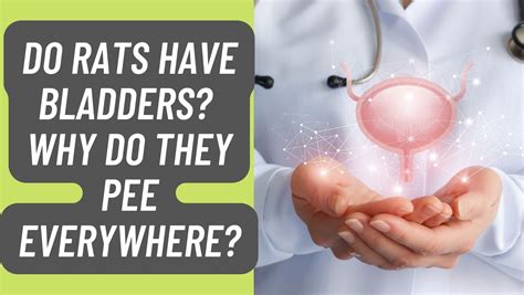 do rats have bladders