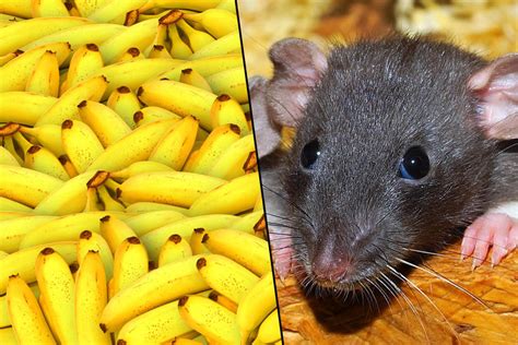 do rats like bananas