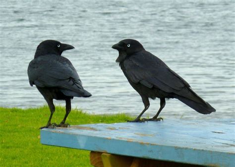 do ravens caw like crows