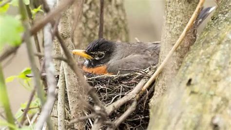 Do Robins Use The Same Nest