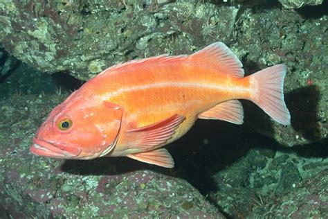 Do Rockfish Eat Algae