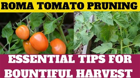 Do Roma Tomato Plants Need Pruning
