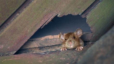 do roof rats come in the house