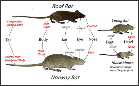 Do Roof Rats Have Fleas