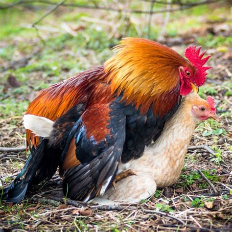 do roosters mate with their offspring