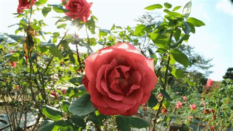 Do Roses Like Ericaceous Compost