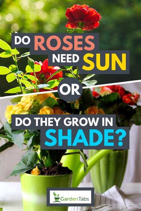 Roses Need Full Sun? Unveil the Truth!