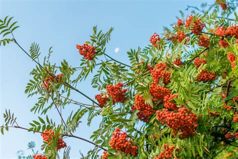 Do Rowan Trees Smell