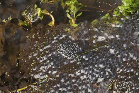 Do Salamanders Eat Frog Eggs