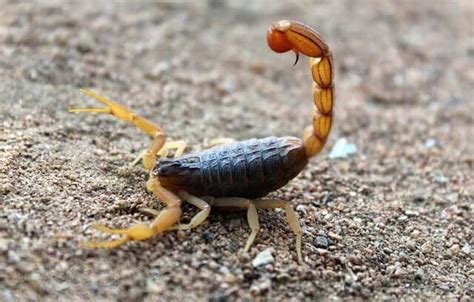 Do Scorpions Crawl Fast